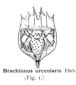 Brachionus rubens