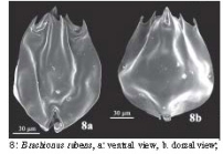 Brachionus rubens