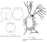 Brachionus rubens