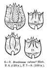 Brachionus rubens