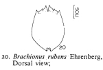 Brachionus rubens