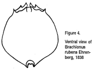 Brachionus rubens