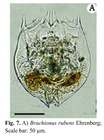 Brachionus rubens