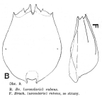 Brachionus rubens