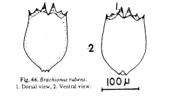 Brachionus rubens