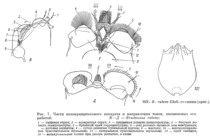 Brachionus rubens