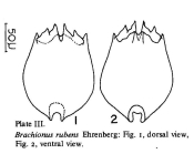 Brachionus rubens
