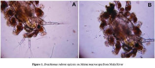 Brachionus rubens