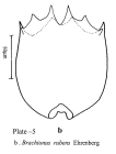 Brachionus rubens