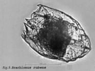 Brachionus rubens