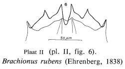 Brachionus rubens