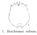 Brachionus rubens