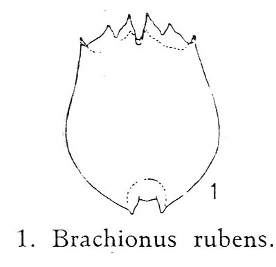 Brachionus rubens Brachionus rubens