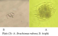Brachionus rubens