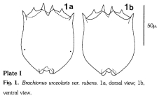 Brachionus rubens