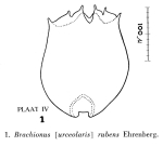 Brachionus rubens
