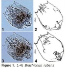 Brachionus rubens