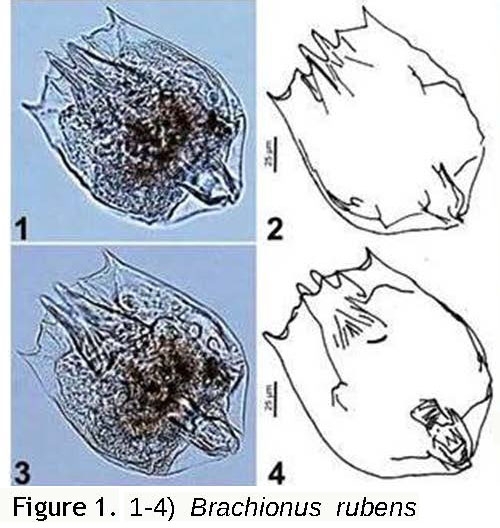 Brachionus rubens Brachionus rubens
