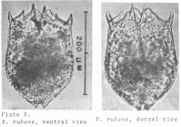 Brachionus rubens
