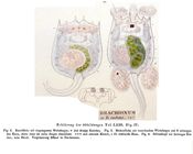 Brachionus rubens