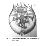 Brachionus rubens var. werneri - Original description image