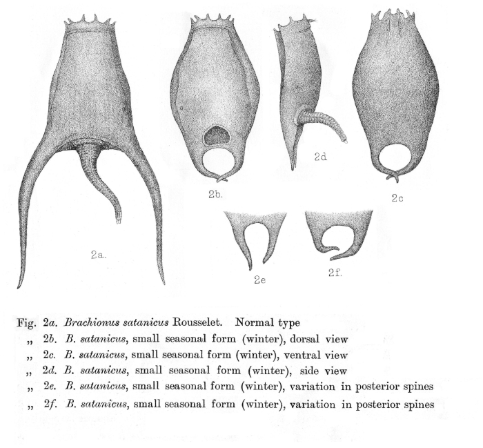 Brachionus satanicus
