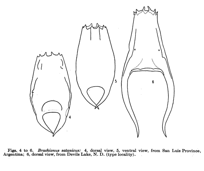 Brachionus satanicus