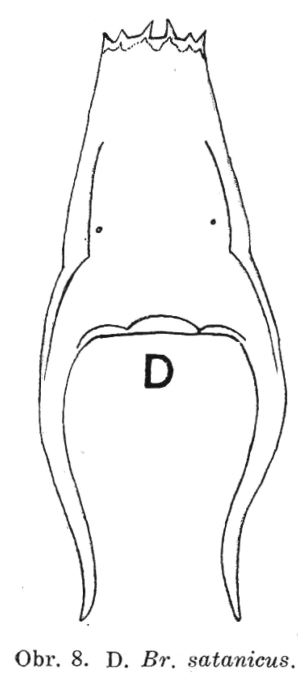 Brachionus satanicus