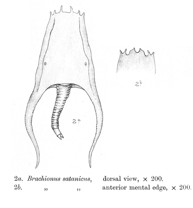 Brachionus satanicus - Original description image