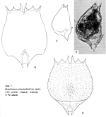 Brachionus schwoerbeli - Original description image