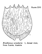 Brachionus sericus