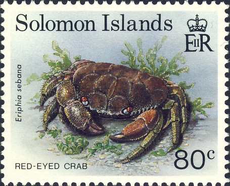 Eriphia sebana Eriphia sebana