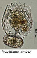 Brachionus sericus