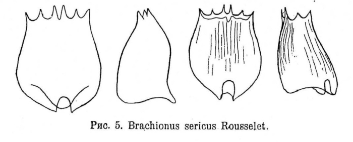Brachionus sericus