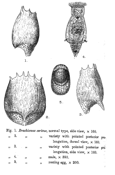 Brachionus sericus - Original description image