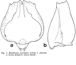 Brachionus sericus f. africana - Original description image
