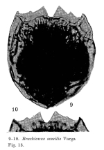 Brachionus sessilis