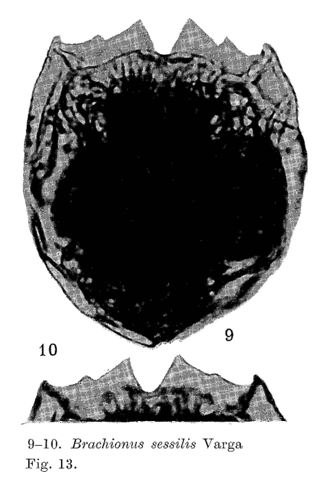 Brachionus sessilis