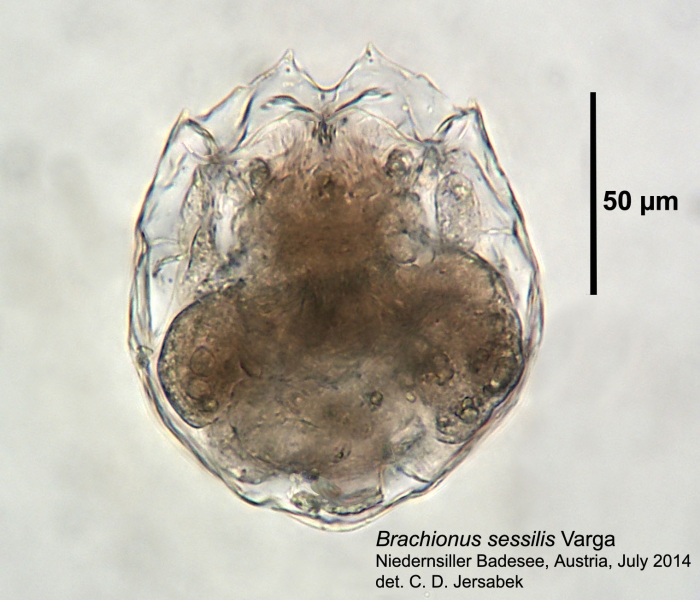 Brachionus sessilis