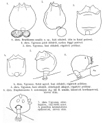 Brachionus sessilis - Original description image