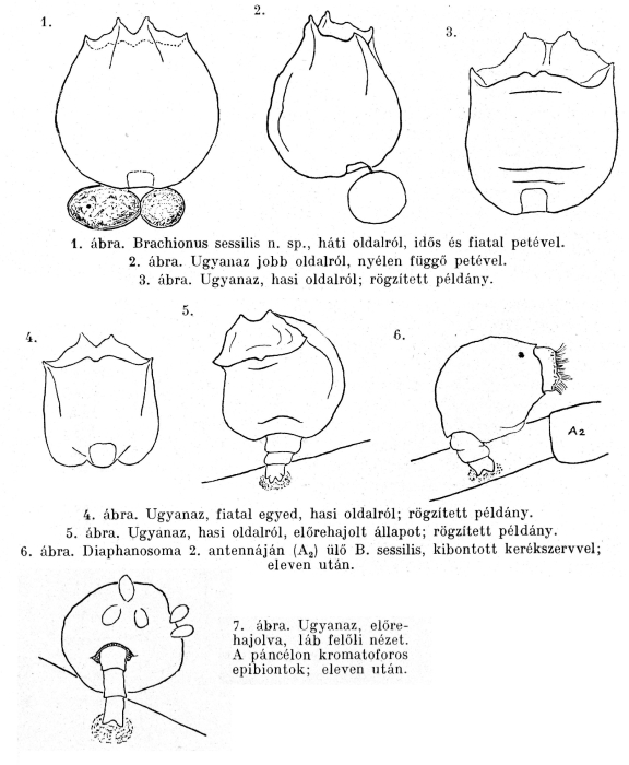 Brachionus sessilis - Original description image