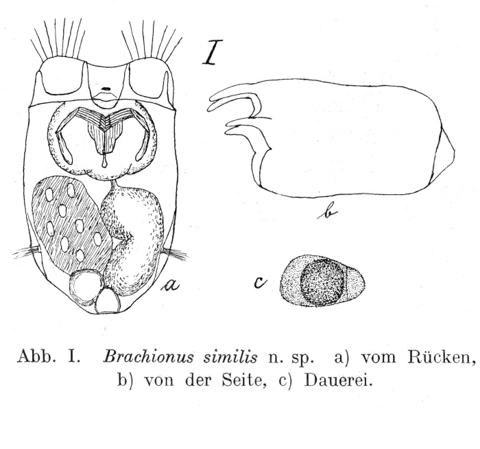 Brachionus similis - Original description image