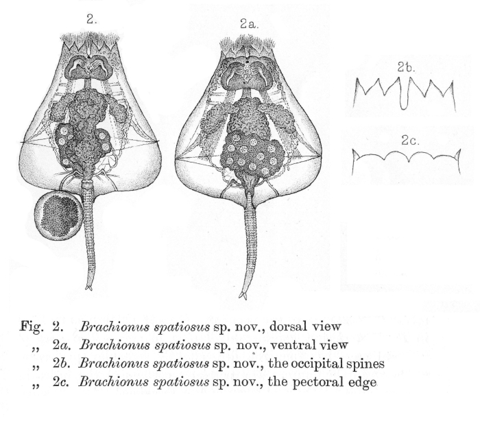 Brachionus spatiosus - Original description image