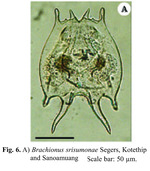 Brachionus srisumonae
