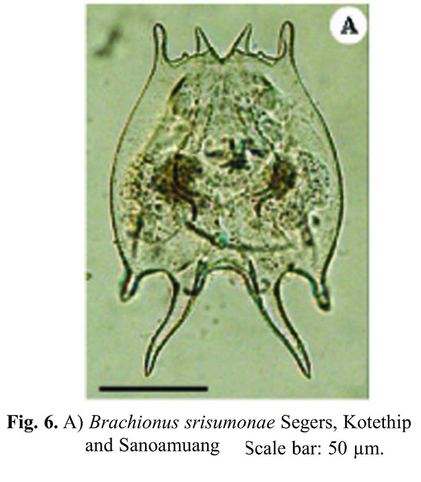 Brachionus srisumonae
