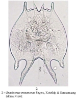 Brachionus srisumonae