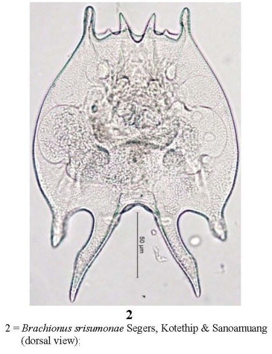 Brachionus srisumonae