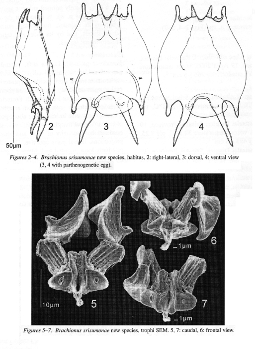 Brachionus srisumonae - Original description image