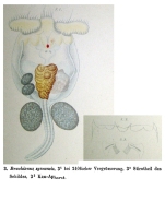 Brachionus syenensis - Original description image