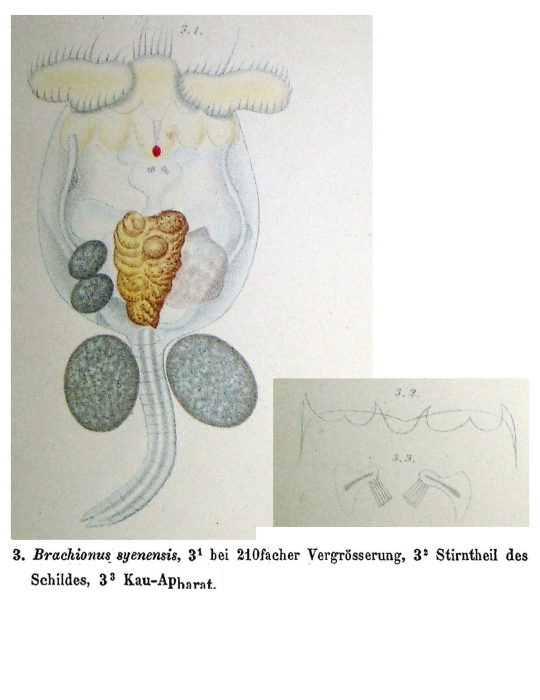 Brachionus syenensis - Original description image